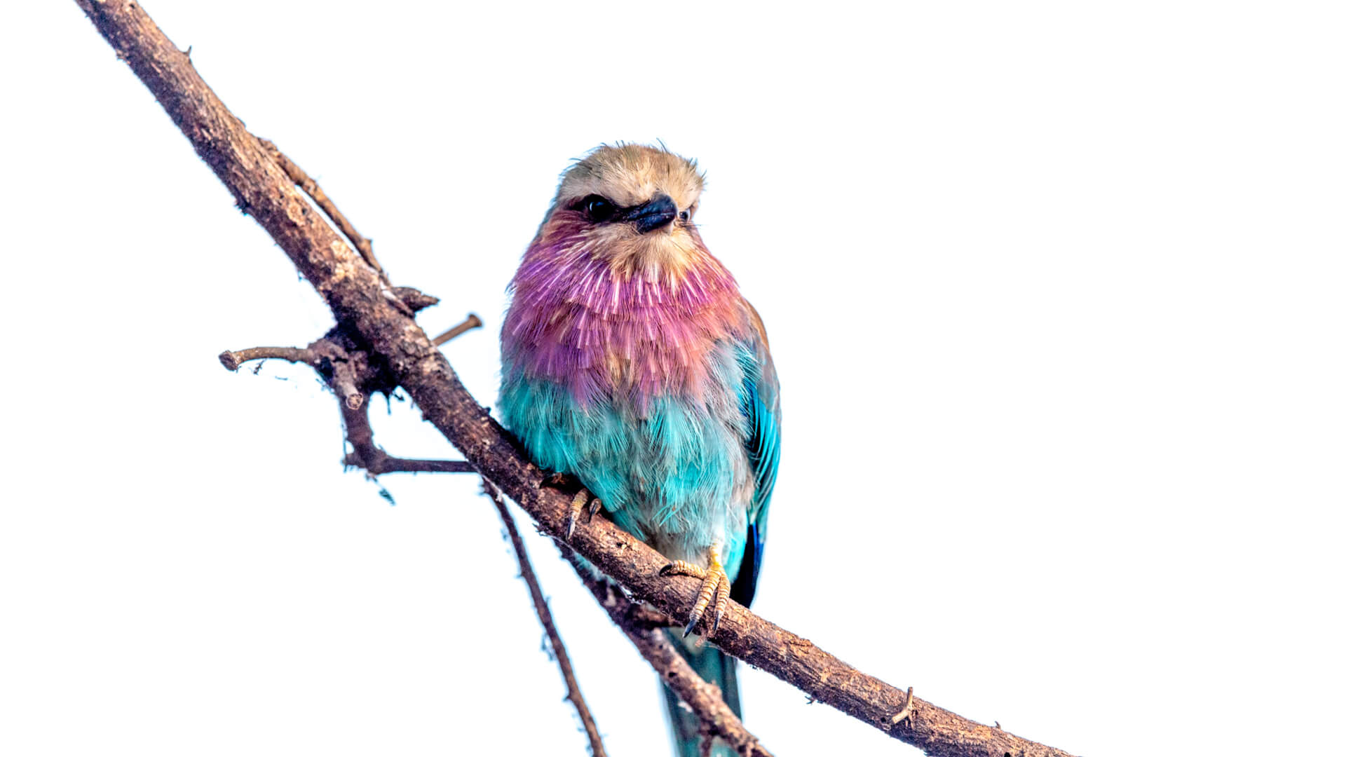 A brightly coloured bird rests on a branch