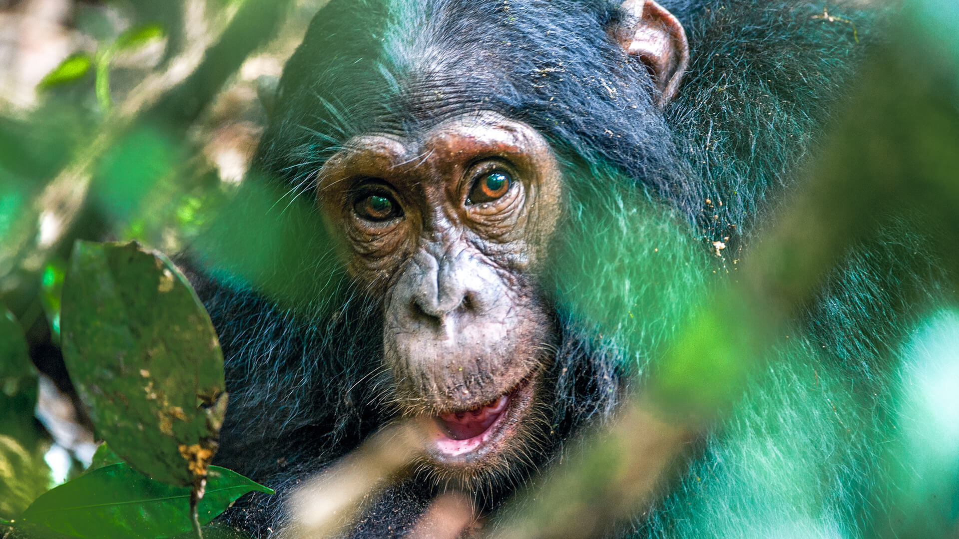 A young chimpanzee among the leaves of the forest in Uganda