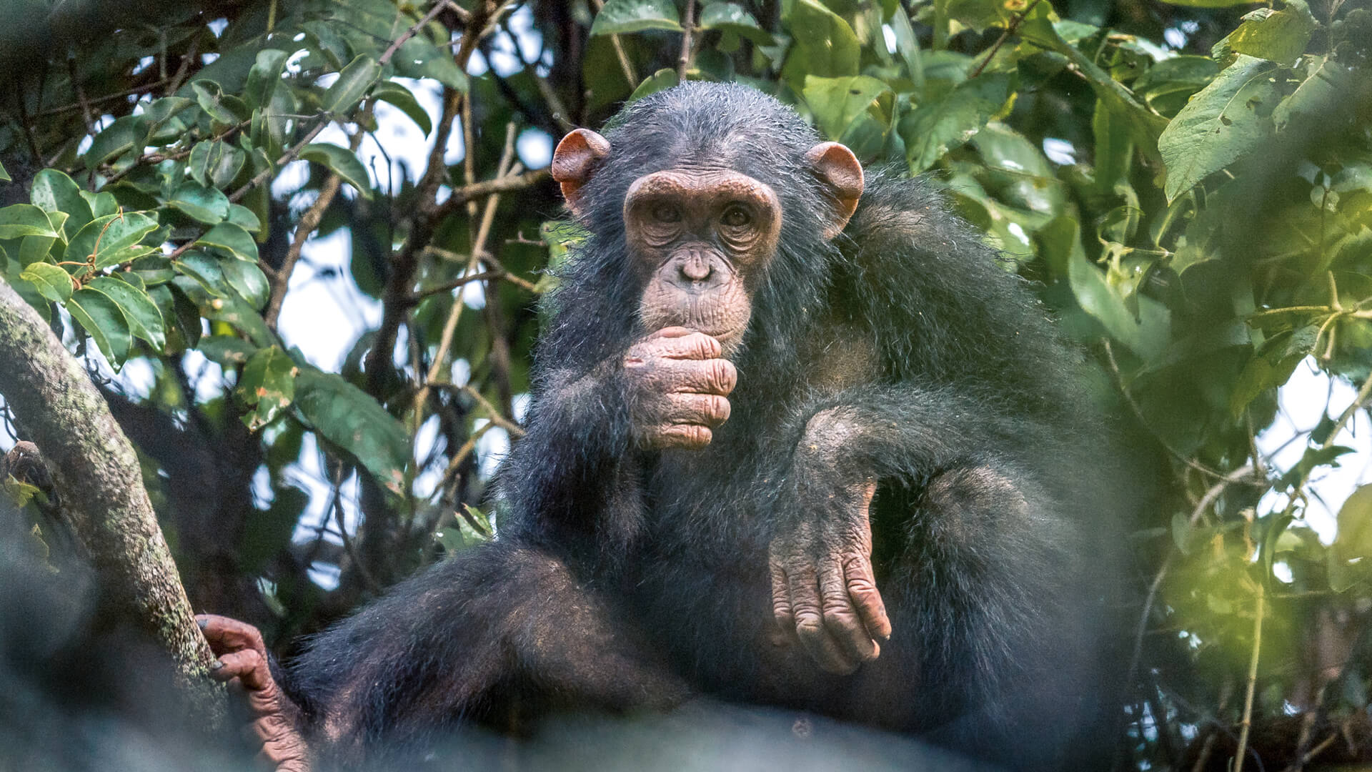 A chimpanzee in the treetops on Rubondo Island