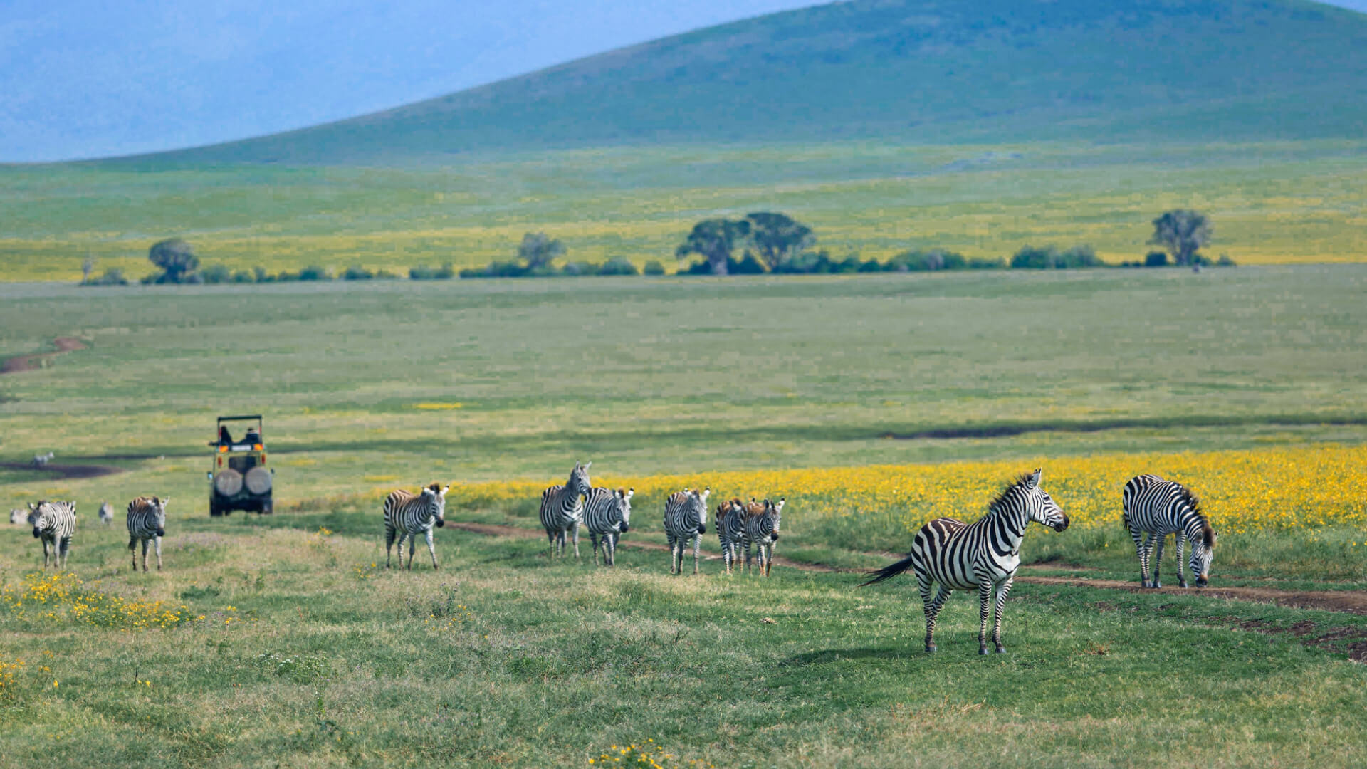 Dazzle of zebra in the Serengeti in green season