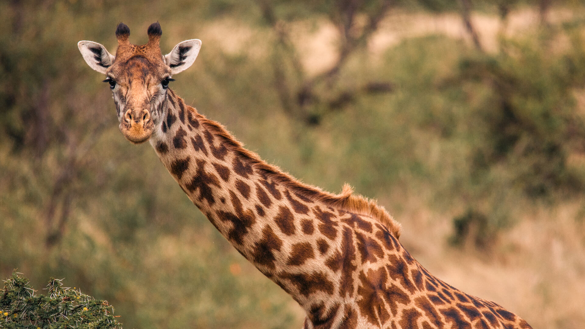 Giraffe looking at the camera in the Masai Mara Kenya