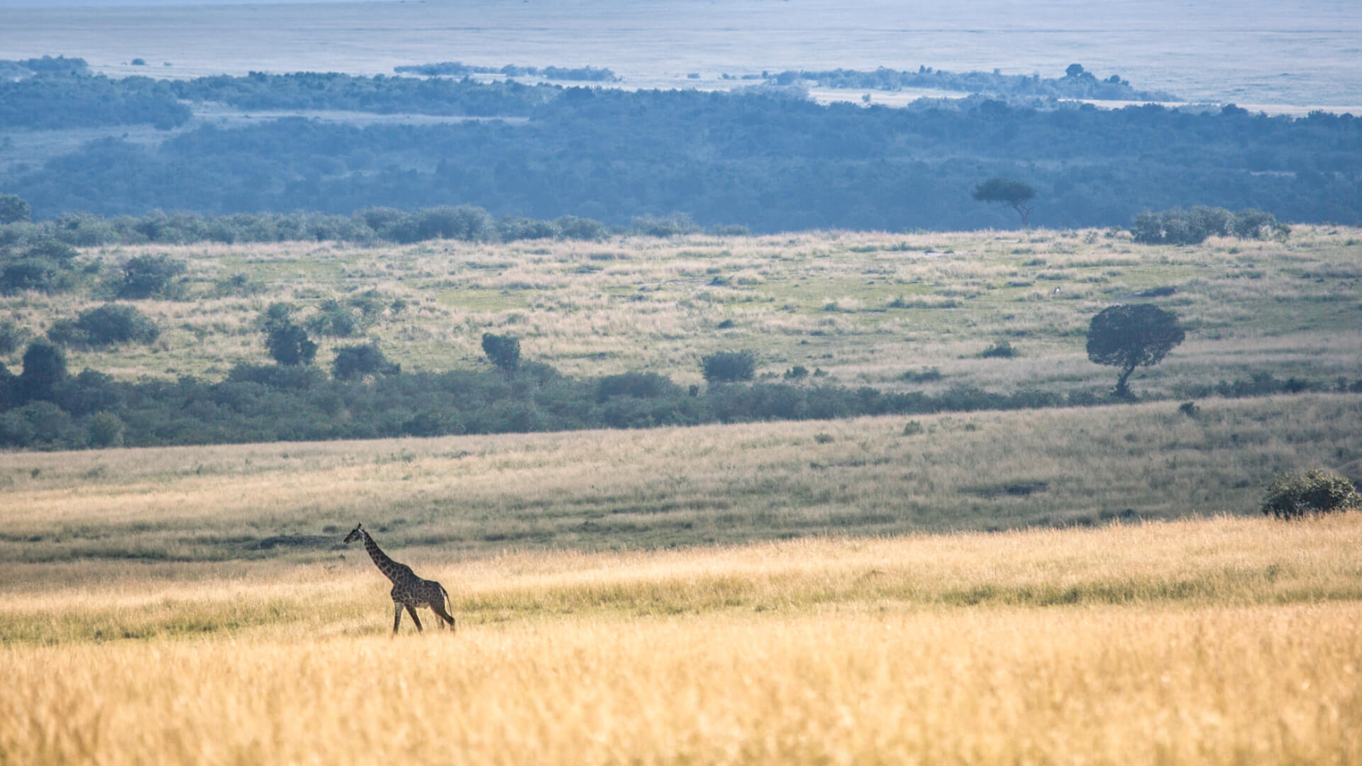 View of a giraffe walking in the Masai Mara Kenya