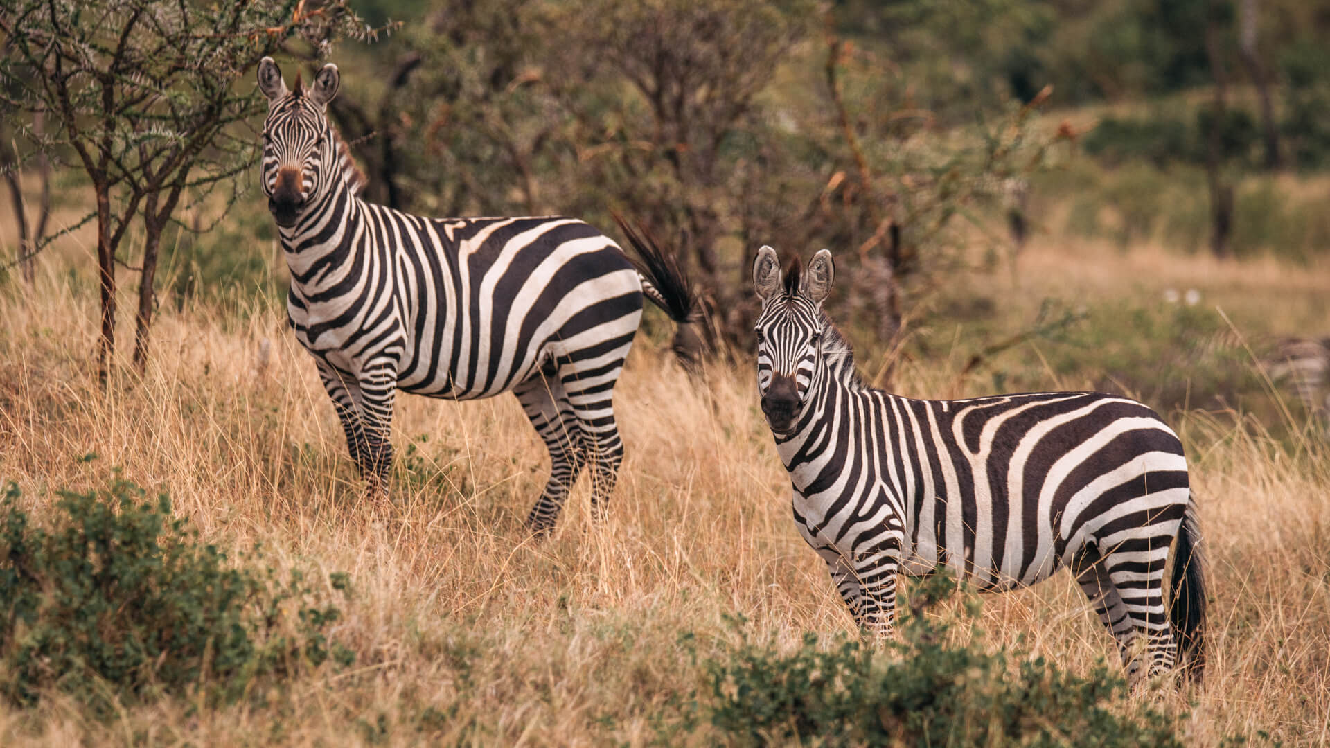 Two zebra looking at the camera in the masai mara kenya