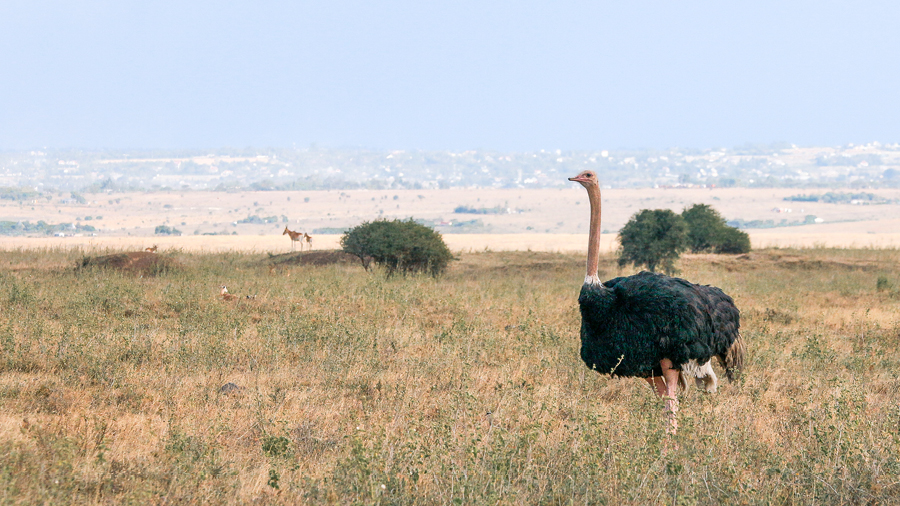 Ostrich standing on the plains outside Nairobi Kenya