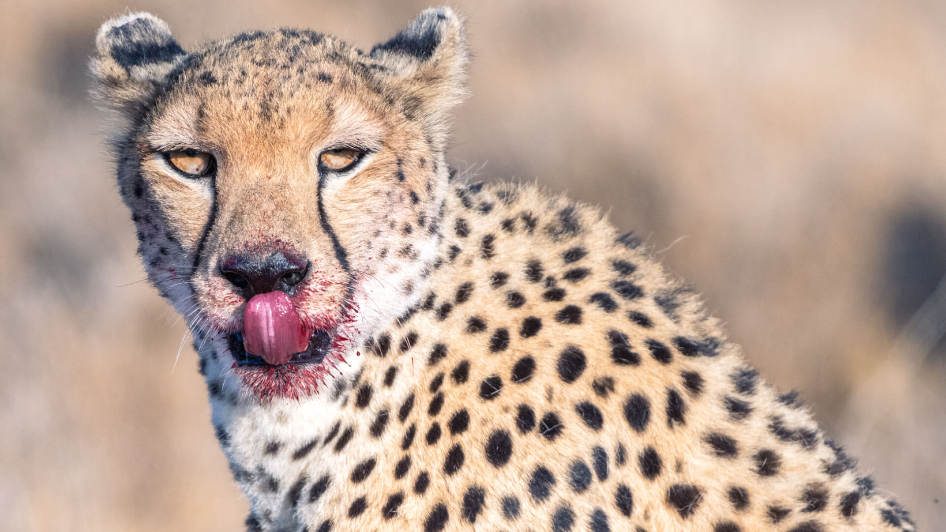 A Cheetach licking his lips after a fresh kill in Ol Pejeta Kenya