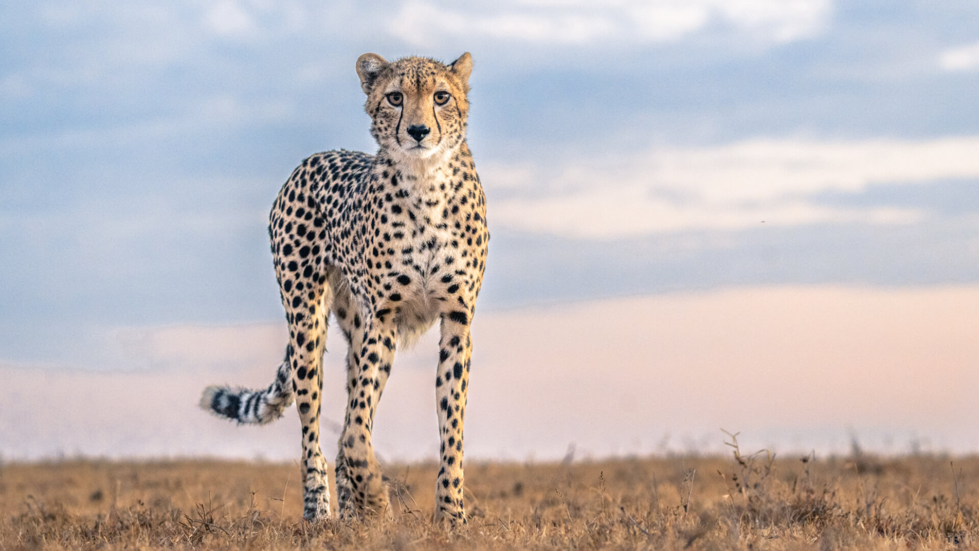 A Cheetah facing the camera stood on the plains in Ol Pejeta Kenya