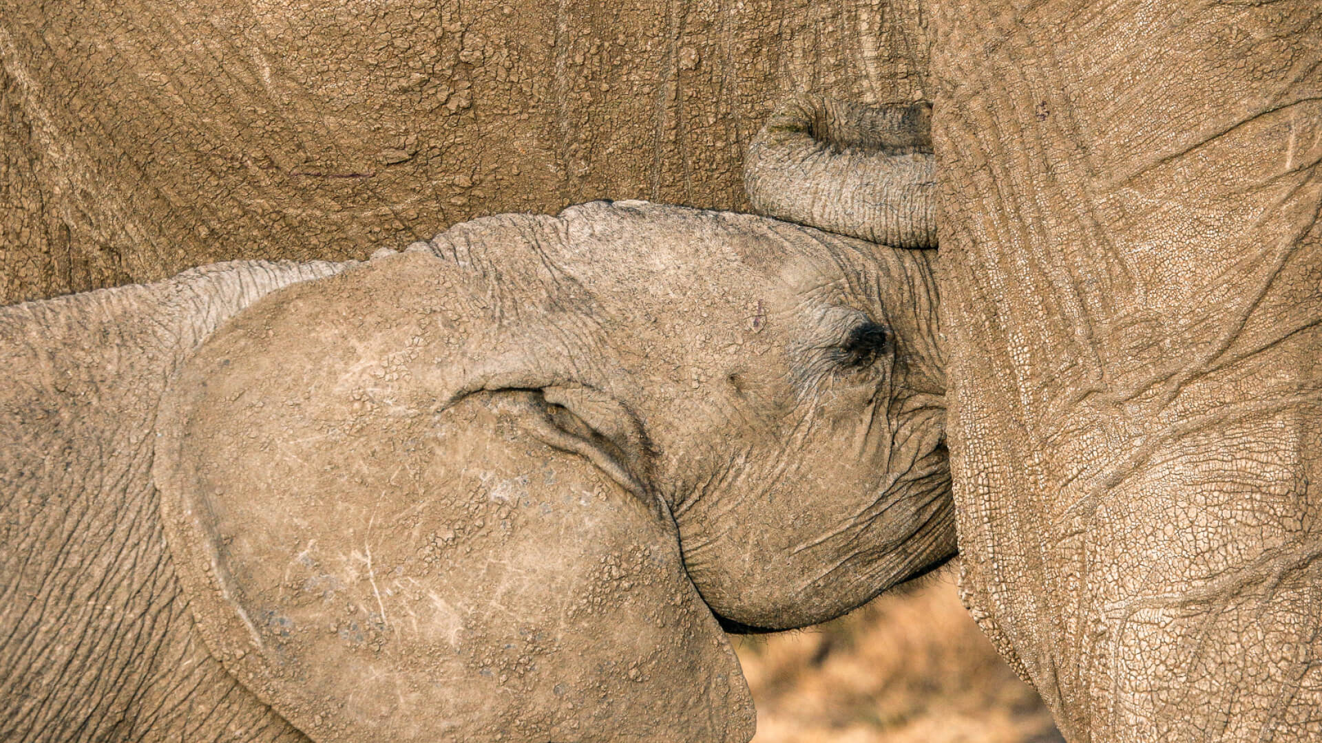 A baby elephant suckling from it's mother in Ol Pejeta Kenya