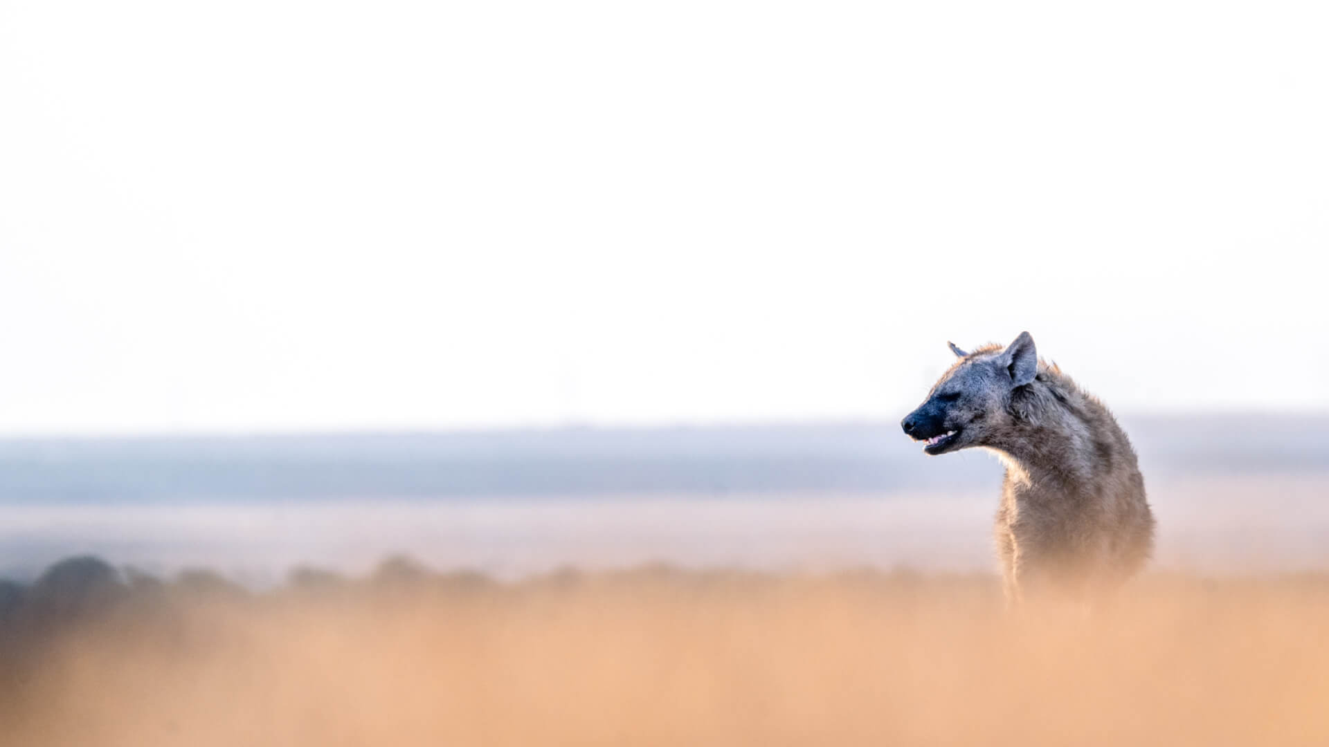 A hyena hiding in the grass of Ol Pejeta Kenya