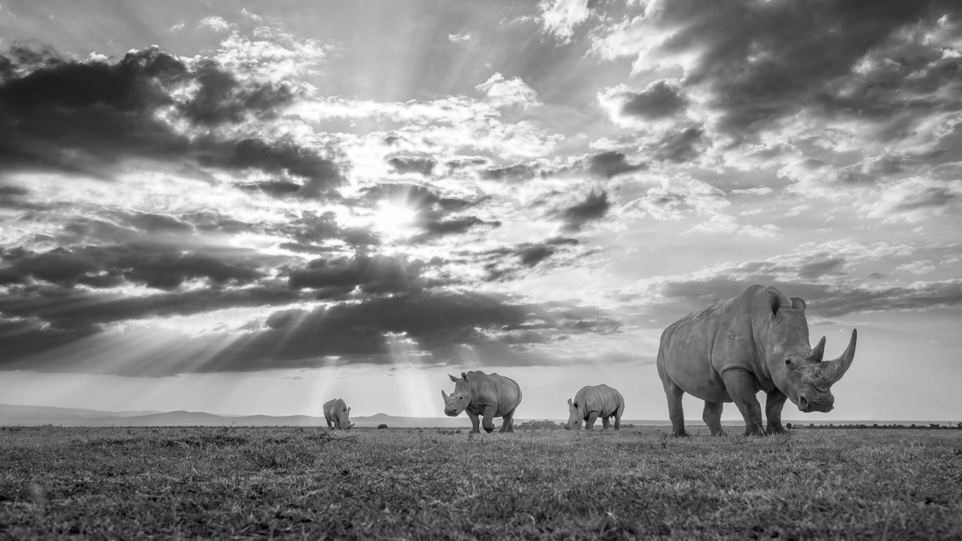 A dramatic black and white shot of rhono in Ol Pejeta Kenya