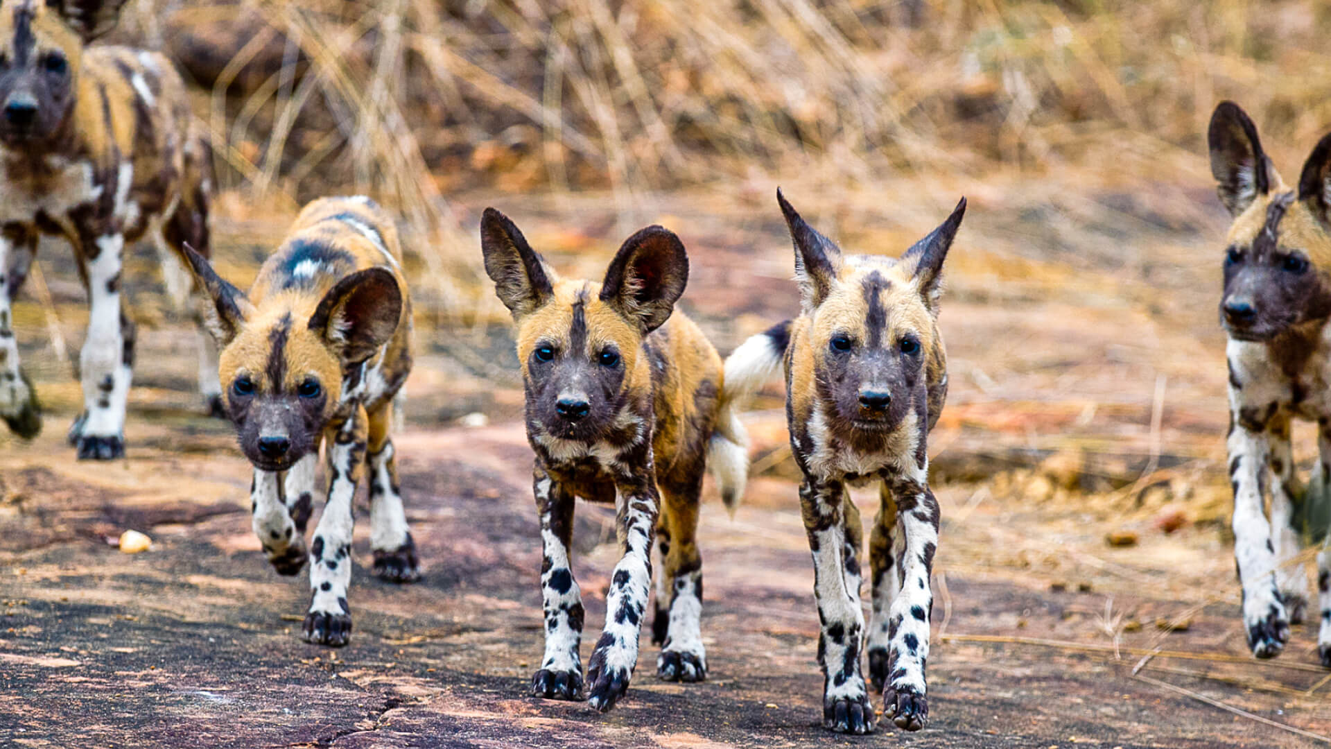 A pack of wild dogs walking on a dirt track in southern tanzania