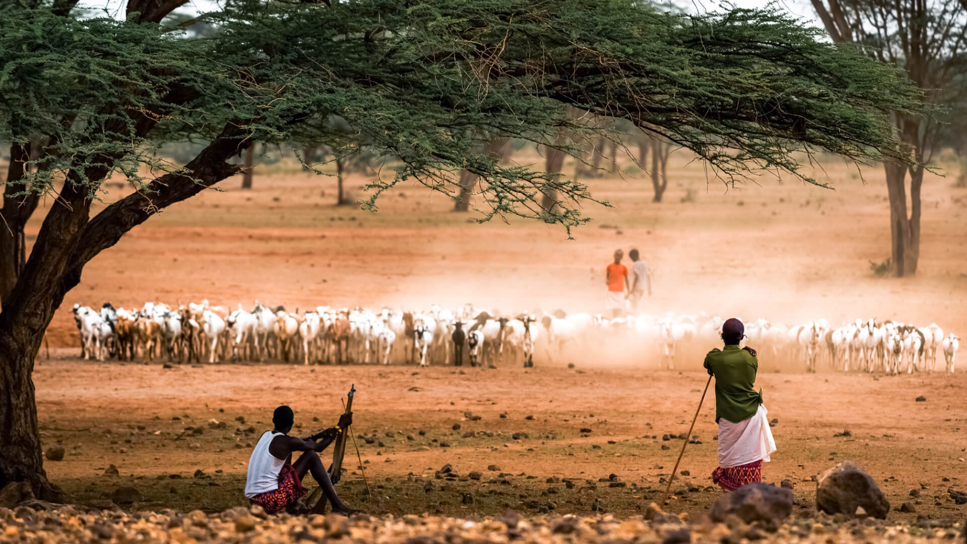 A local community herding their goats in Samburu Kenya