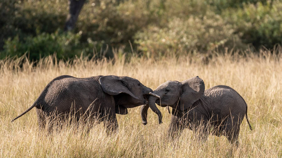 Two elephants playing