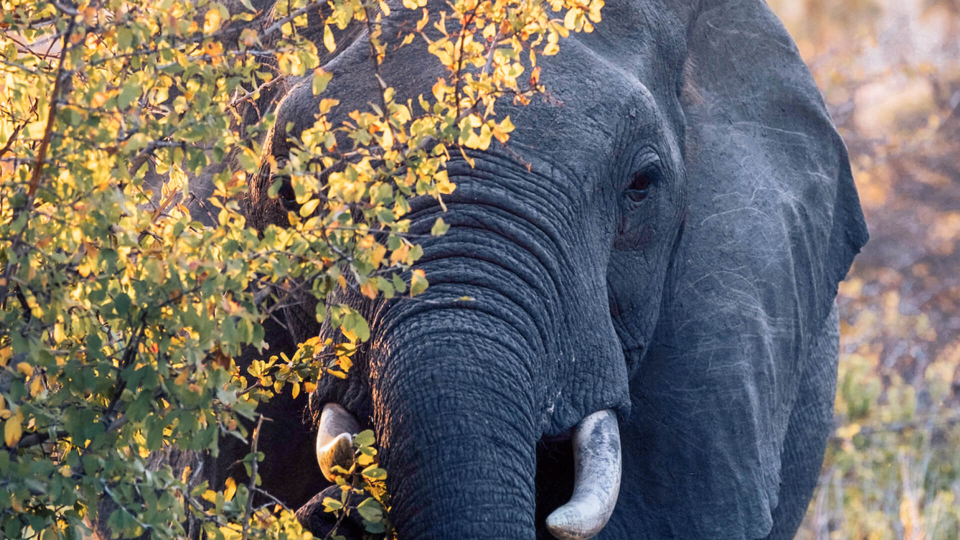 Elephant behind tree in Ruaha National Park Tanzania