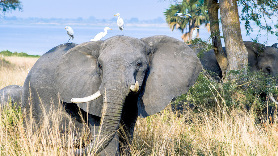 Elephants grazing in the dry grass, Uganda