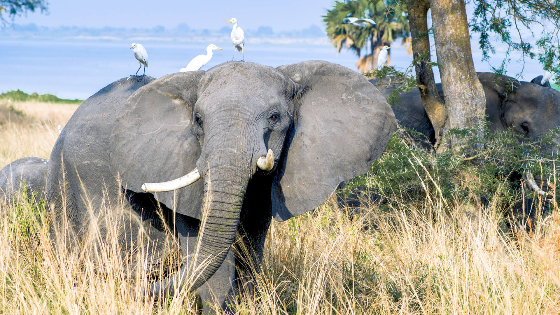 Egrets sit on the back of an elephant grazing in Uganda