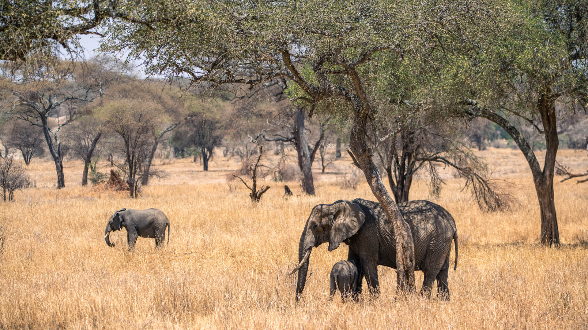 An elephant mother and calf under a tree in Tarangire National Park, Tanzania