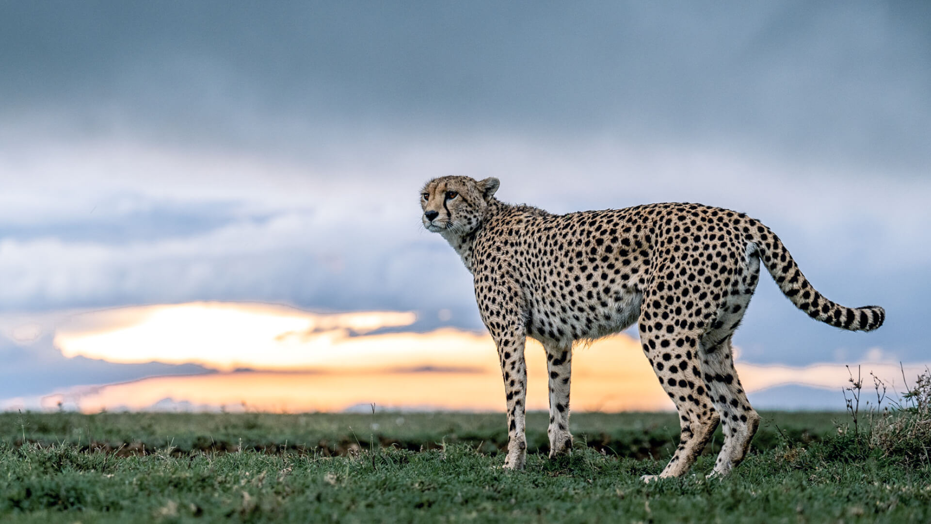 A cheetah at sunset