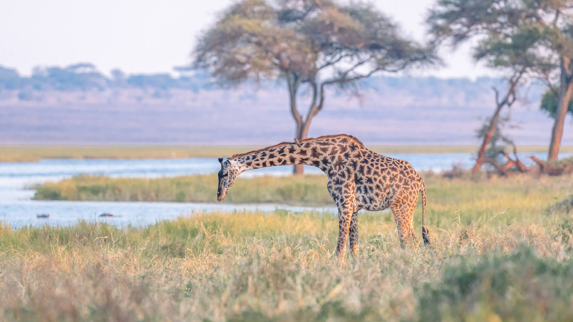 Giraffe drinking water in Nyerere National Park Tanzania