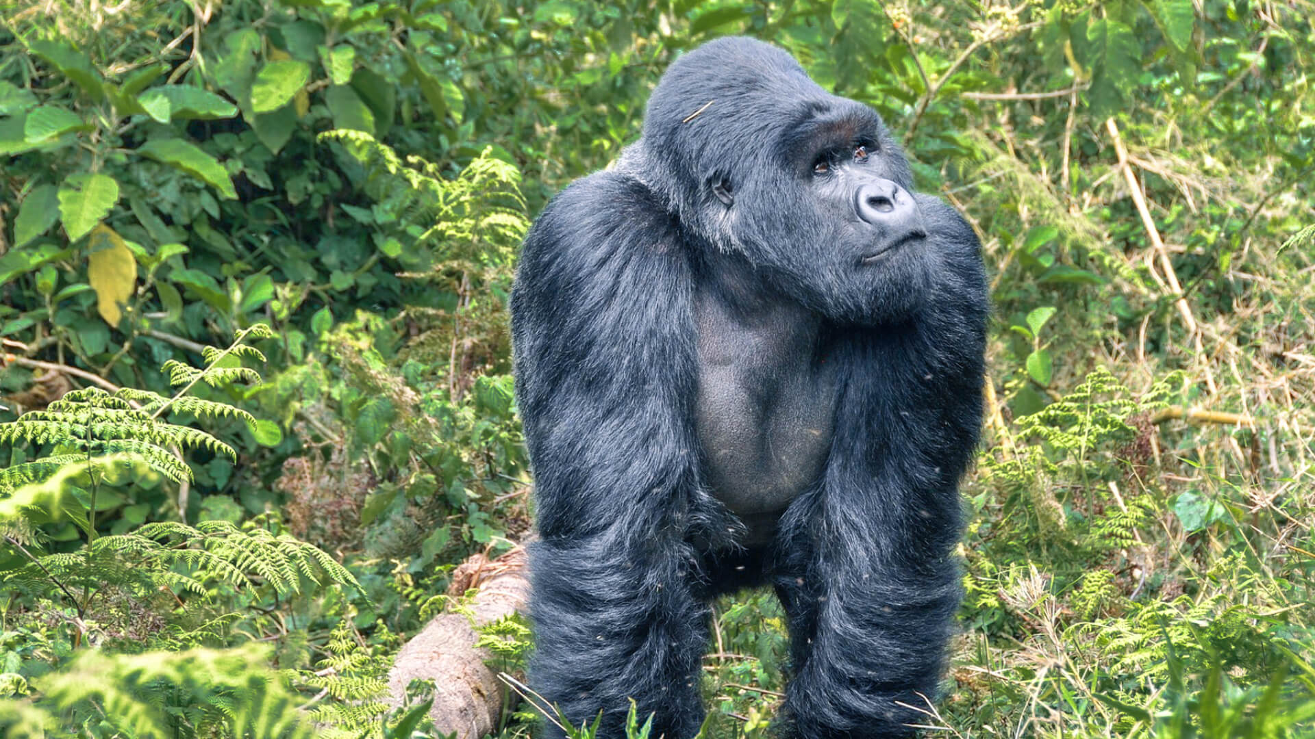 A large gorilla looking into the forest