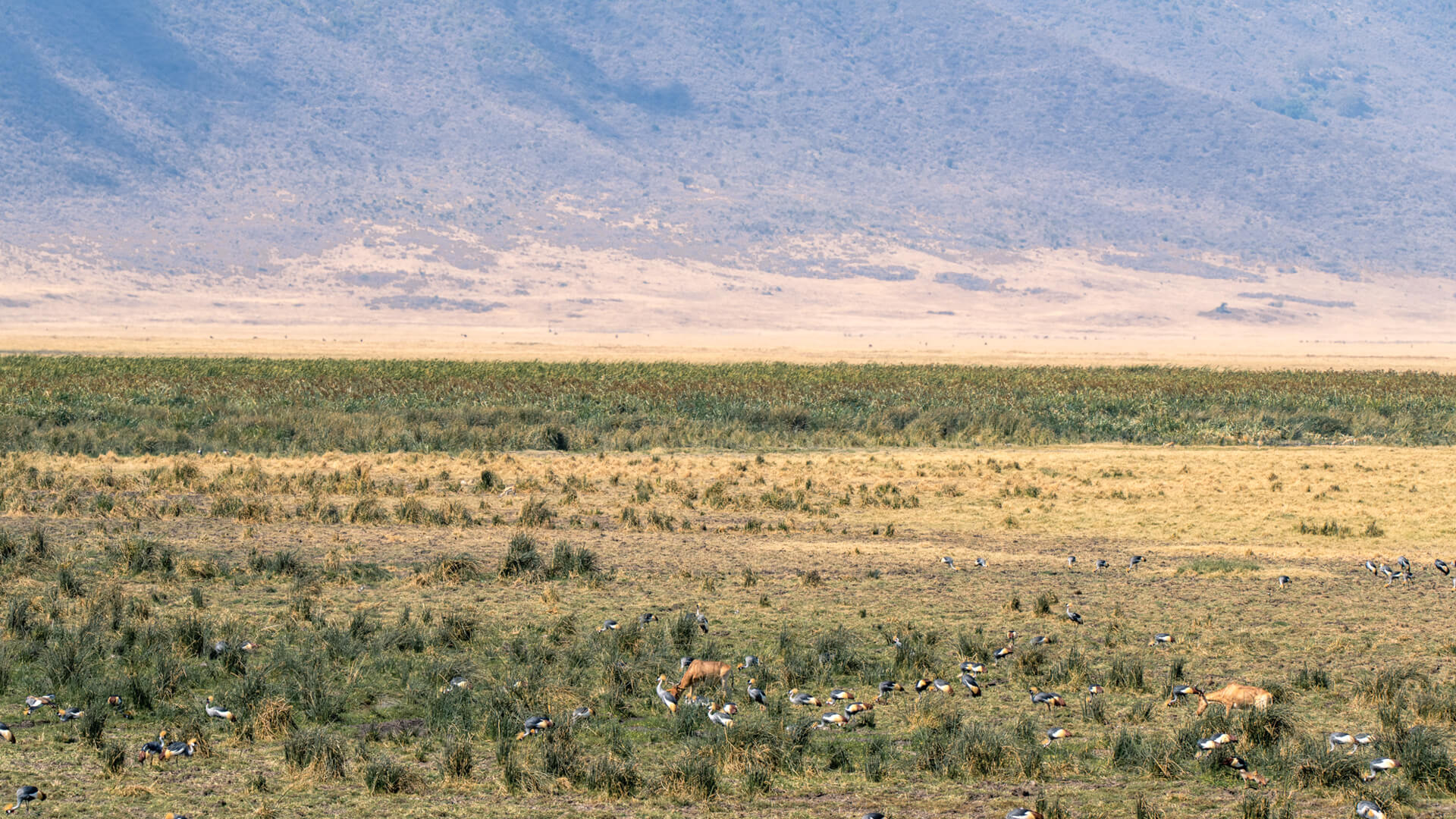 Grey Crowned Cranes in Ngorongoro Crater Tanzania