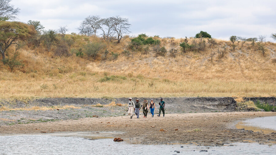 Guests in a guided walking safari in Tarangire National Park, Tanzania
