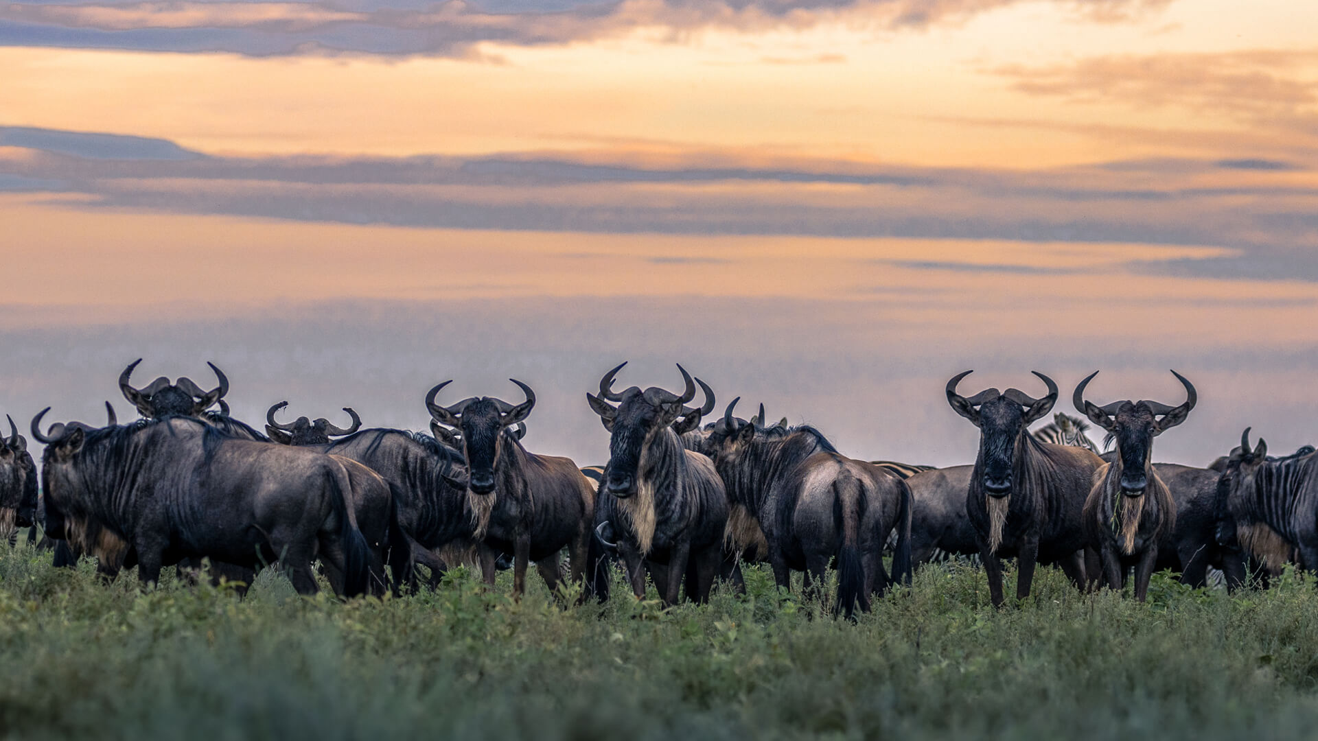 Herd of Wildebeest in Serengeti National Park at dusk