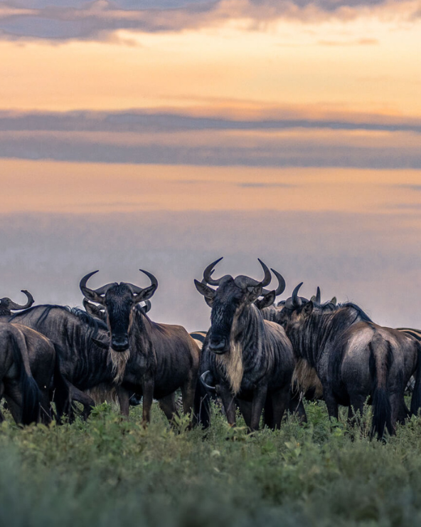 Herd of wildebeest grazing the plains of the Serengeti National Park.