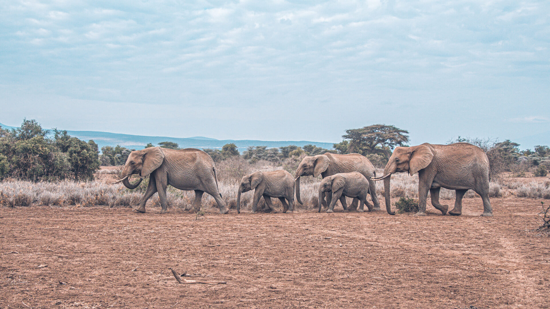 Herd of elephants walking in Arusha