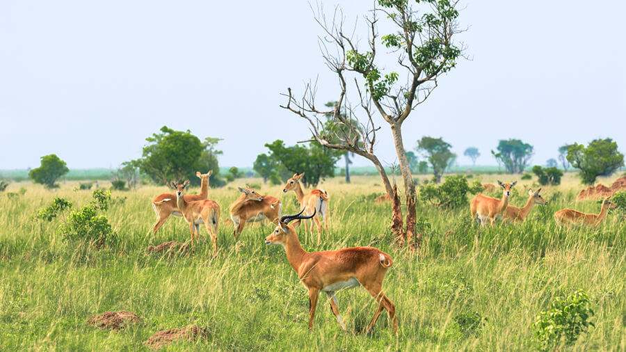Herds of antelope among verdant grass, Uganda