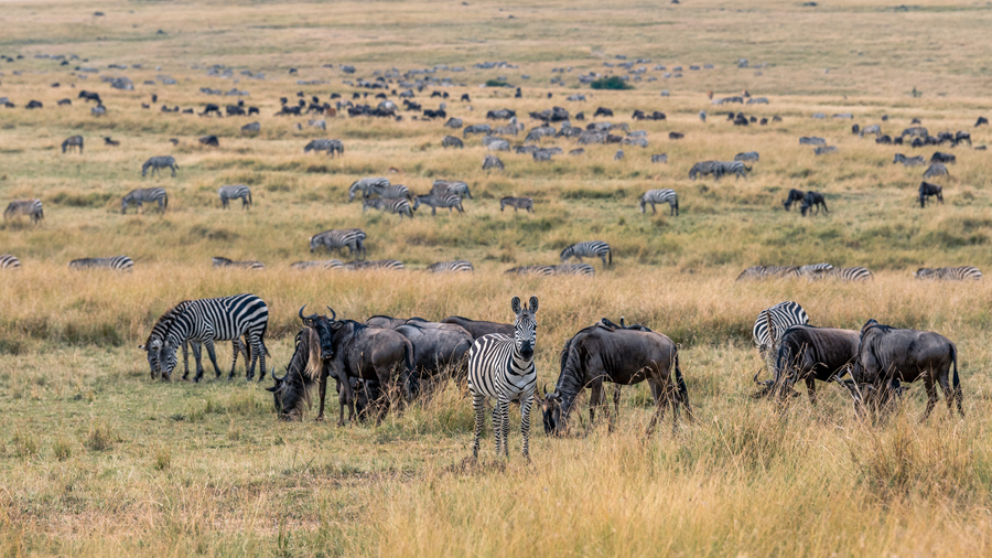 The herds of zebra and wildebeest grazing, Kenya