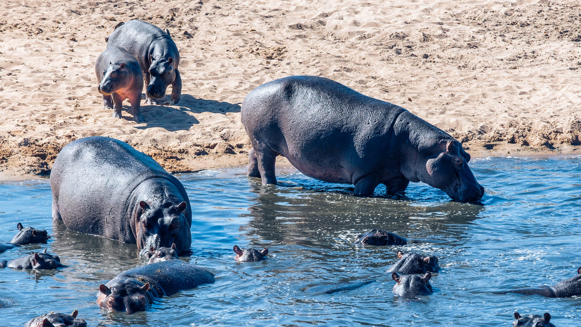A pod of hippo enjoying the water, Southern Tanzania