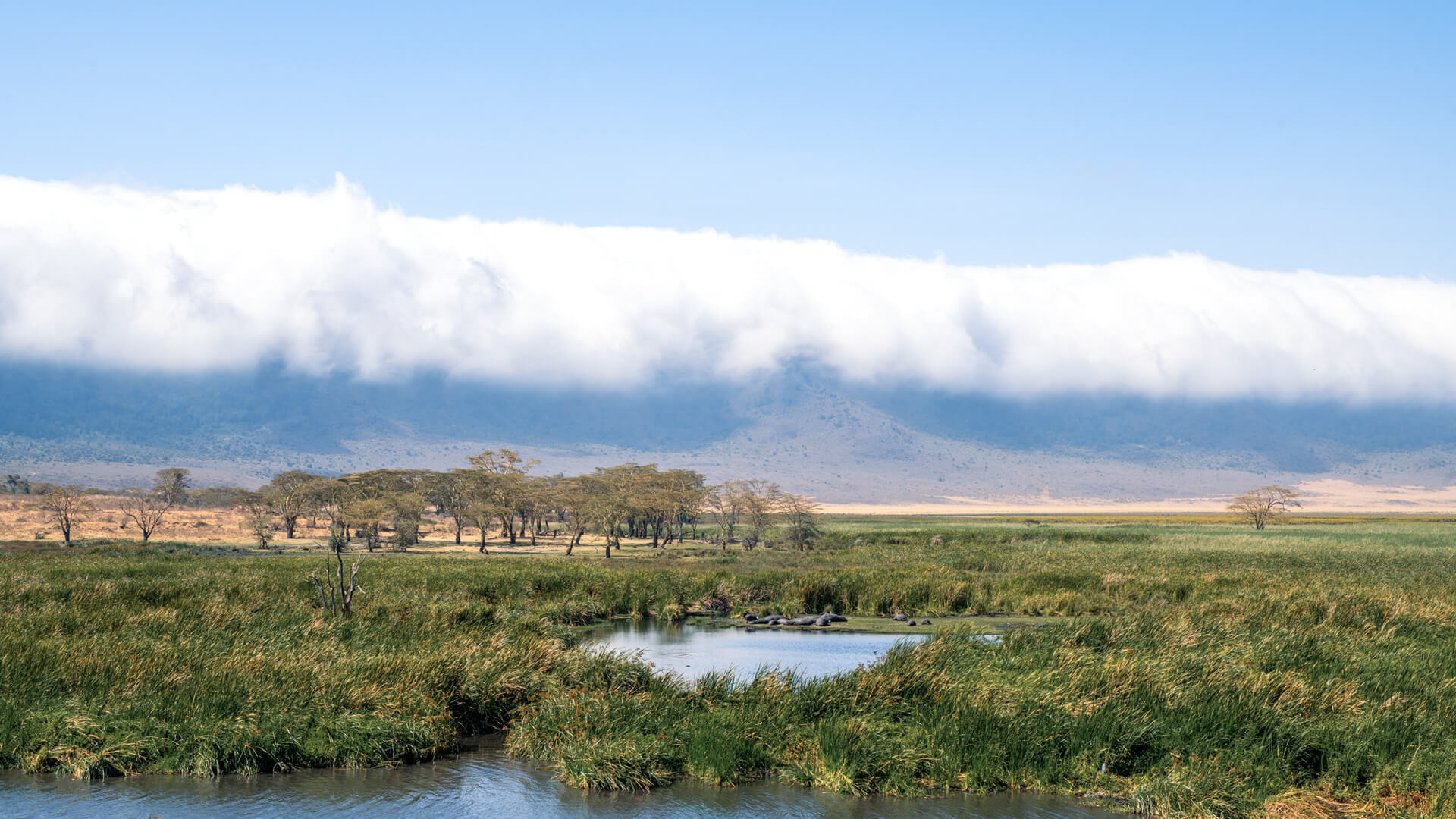 Hippo pool in the Ngorongoro Crater, northern Tanzania