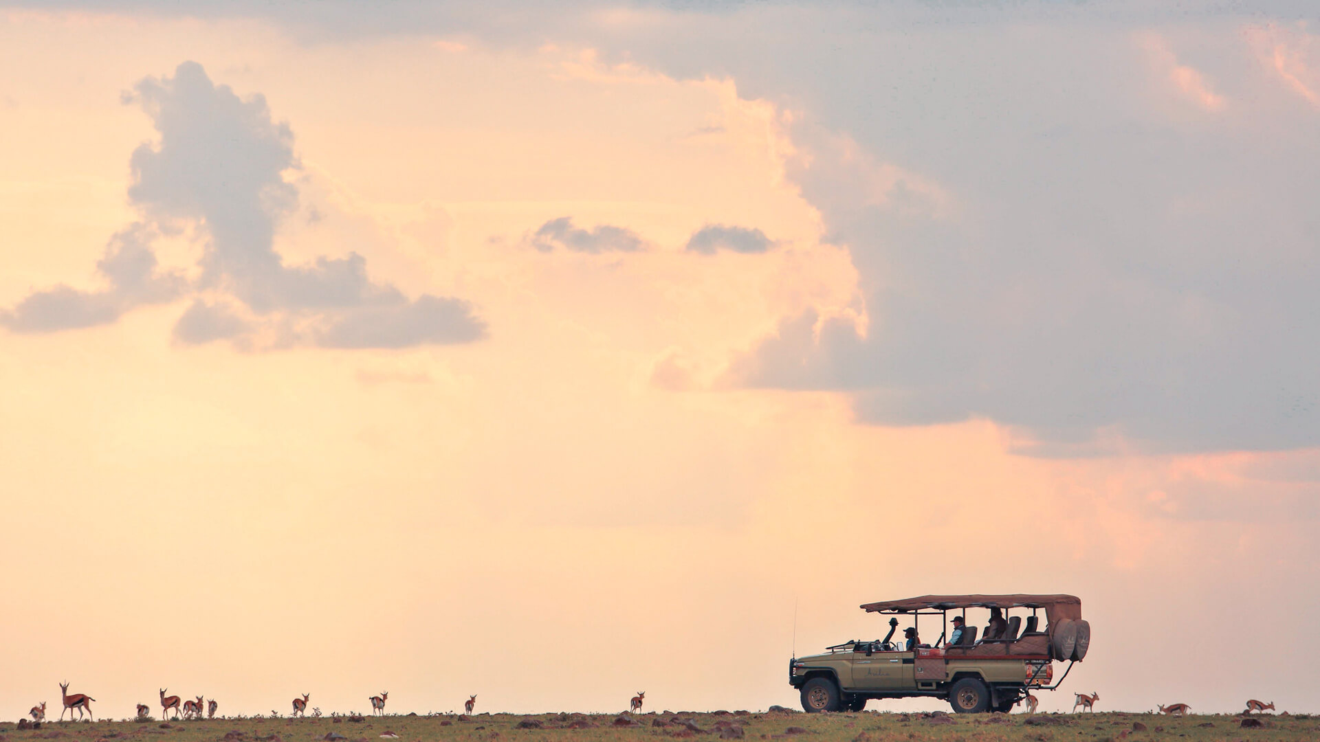 A safari vehicle observes a herd of buck at sunset, Kenya