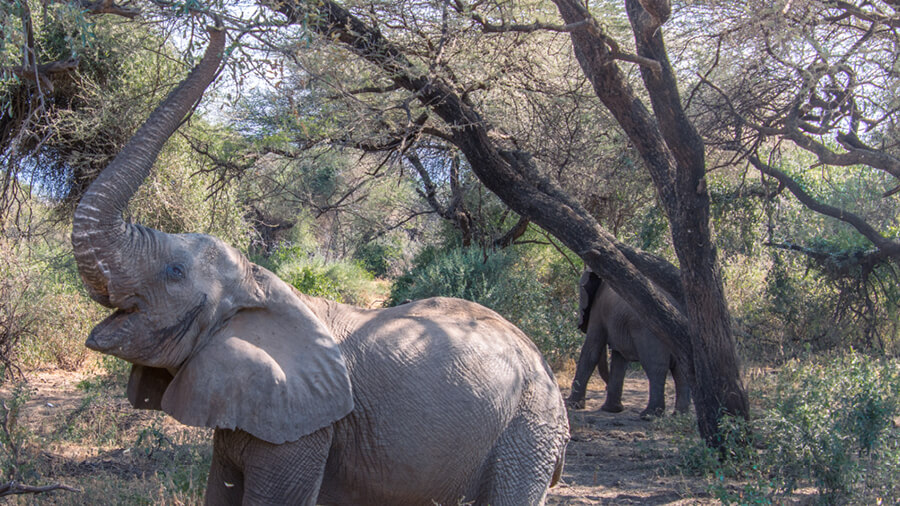 Elephants in the bush around Lake Manyara