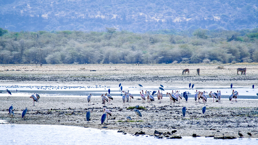 View of Flamingos at Lake Manyara October to January
