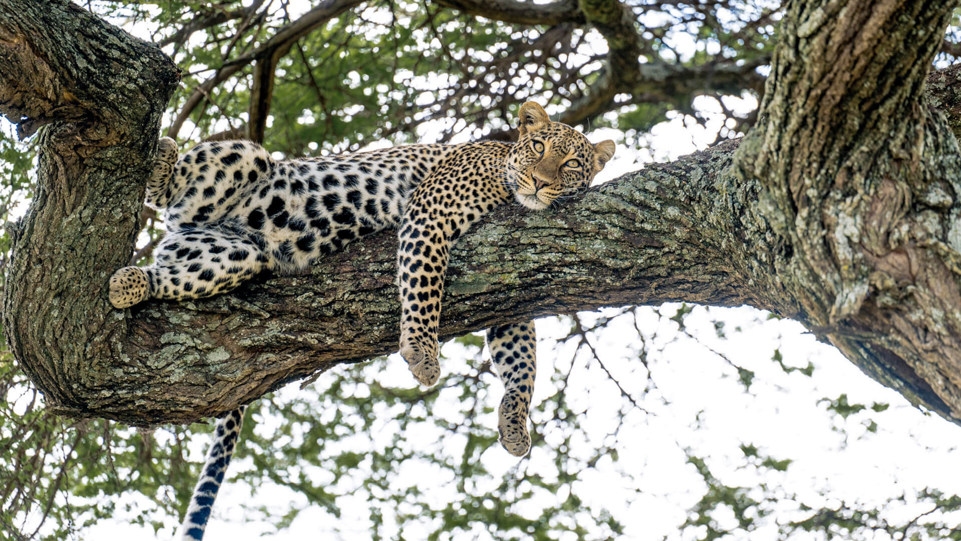 Leopard in tree in Northern Tanzania