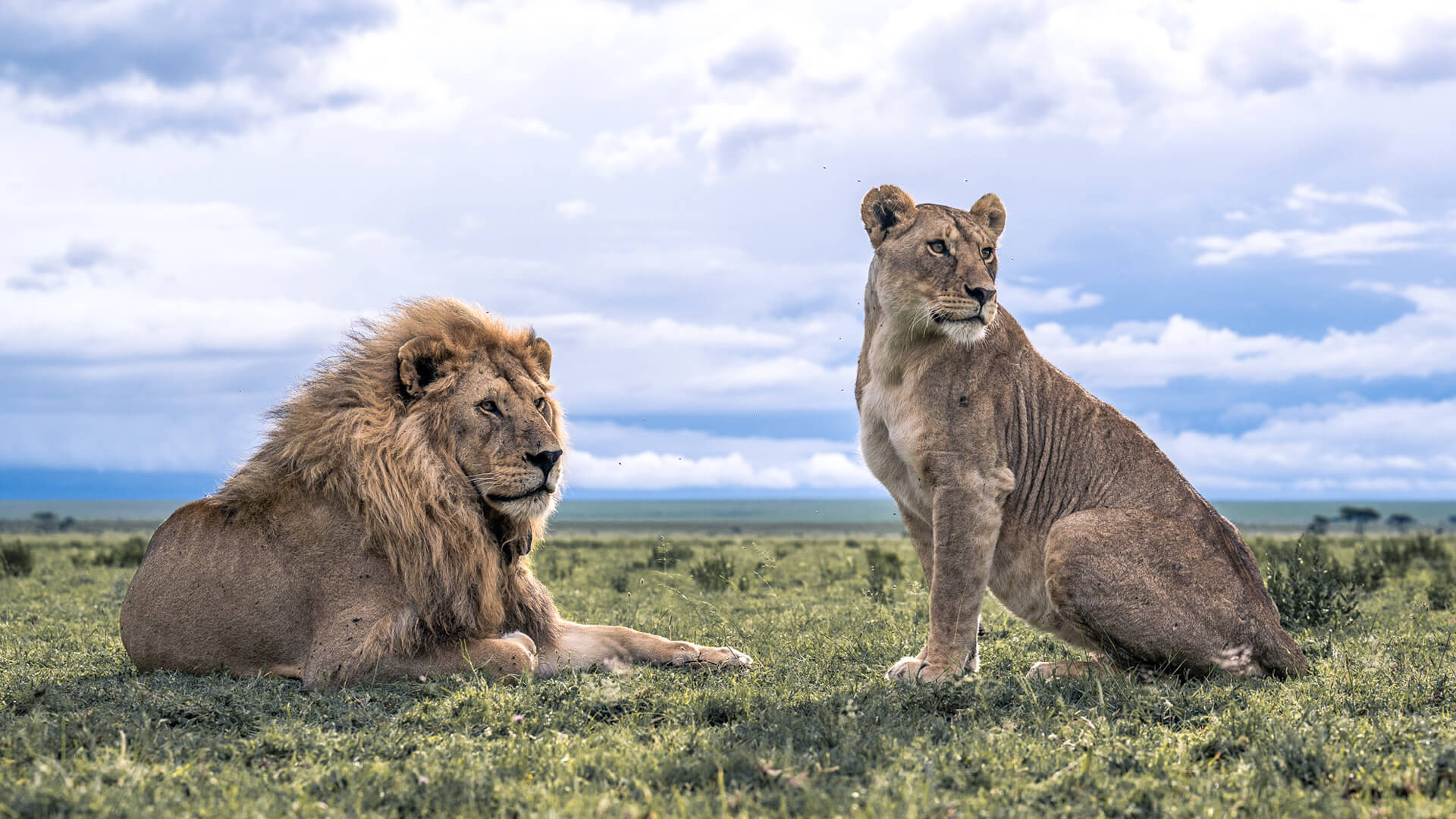 Lion and lioness in Mara Naboisho Conservancy Kenya