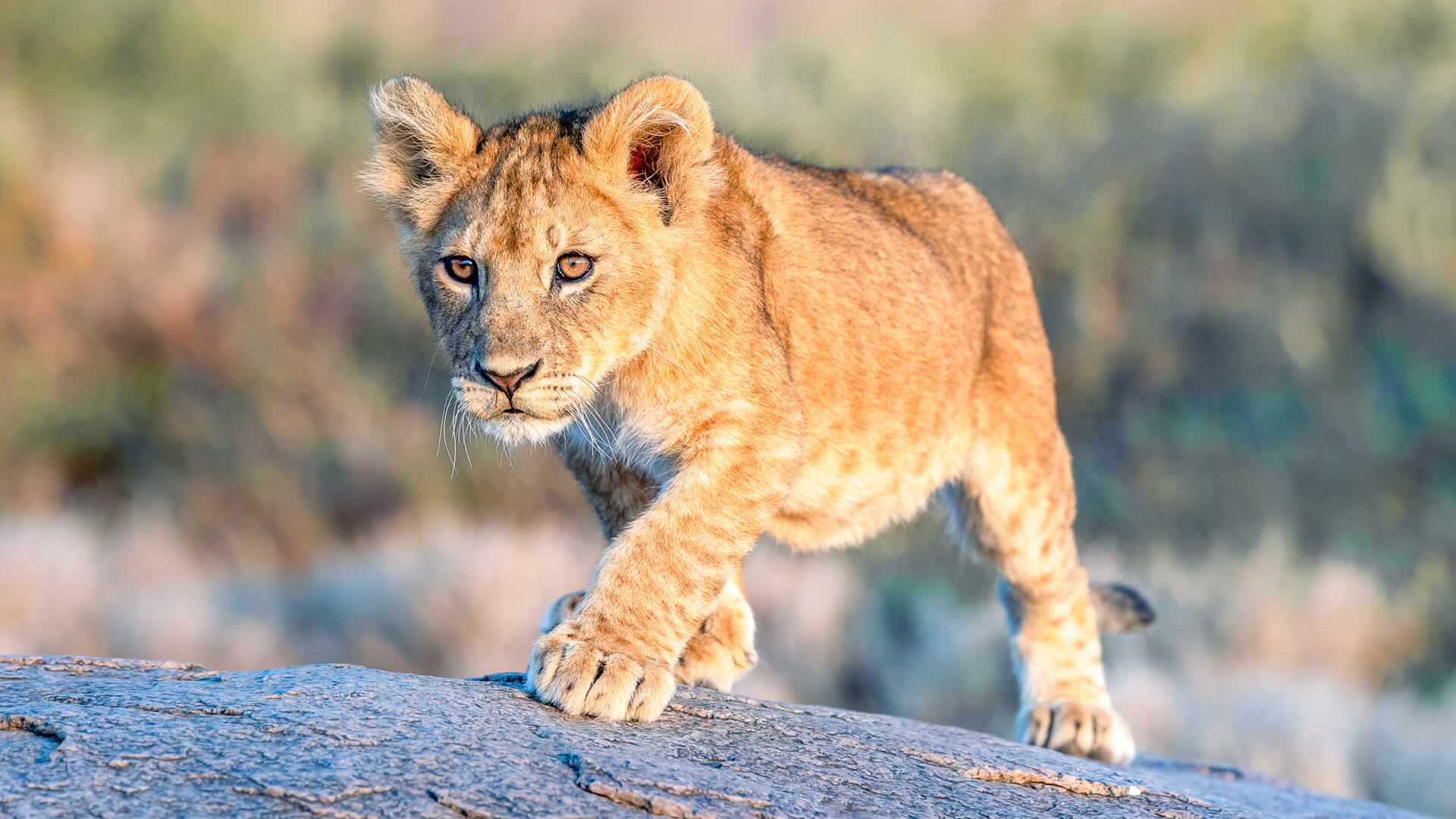 Lion cub on a kopje in Serengeti National Park Tanzania