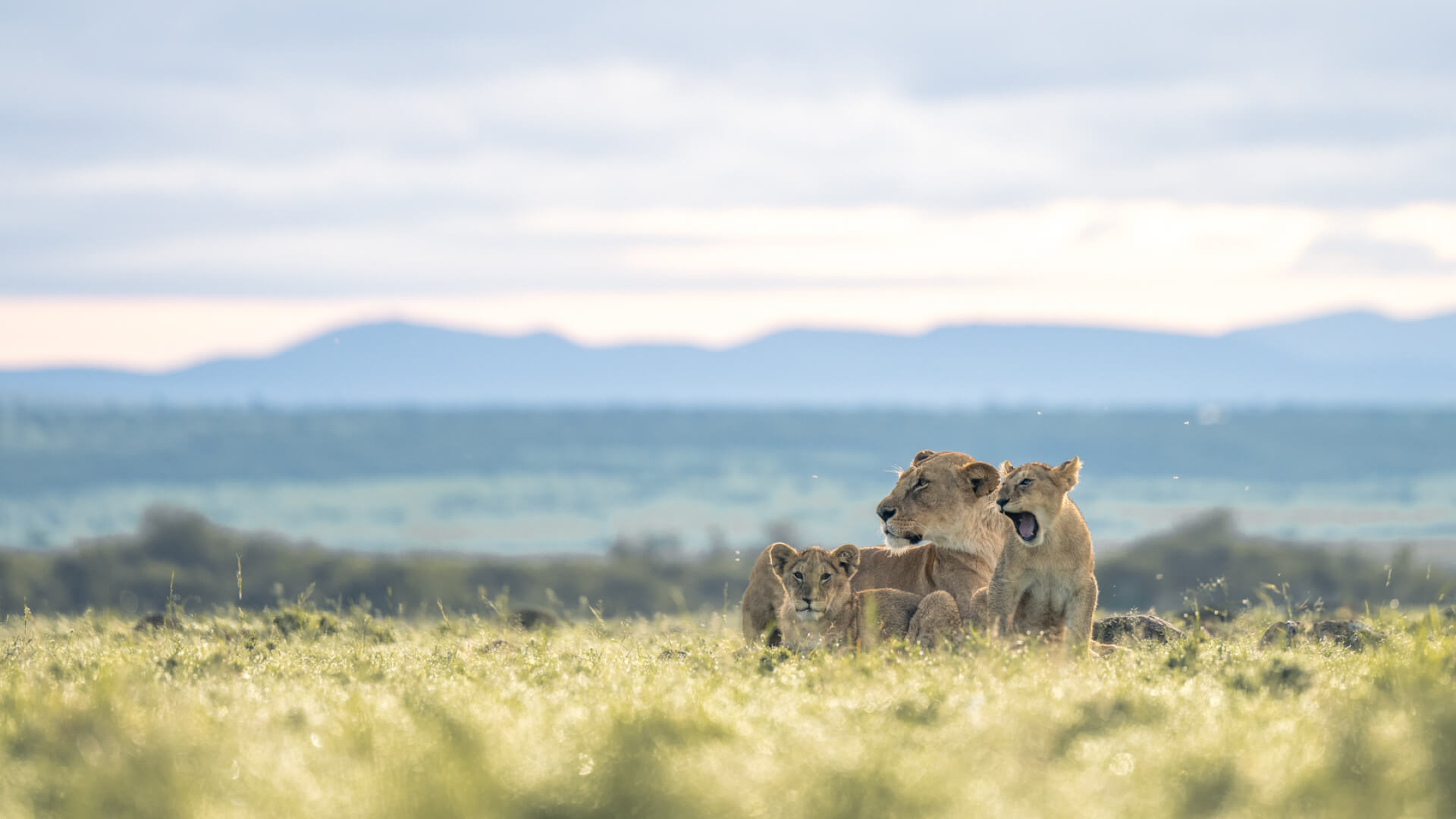 Lioness and cubs in the Mara Naboisho Conservancy Kenya