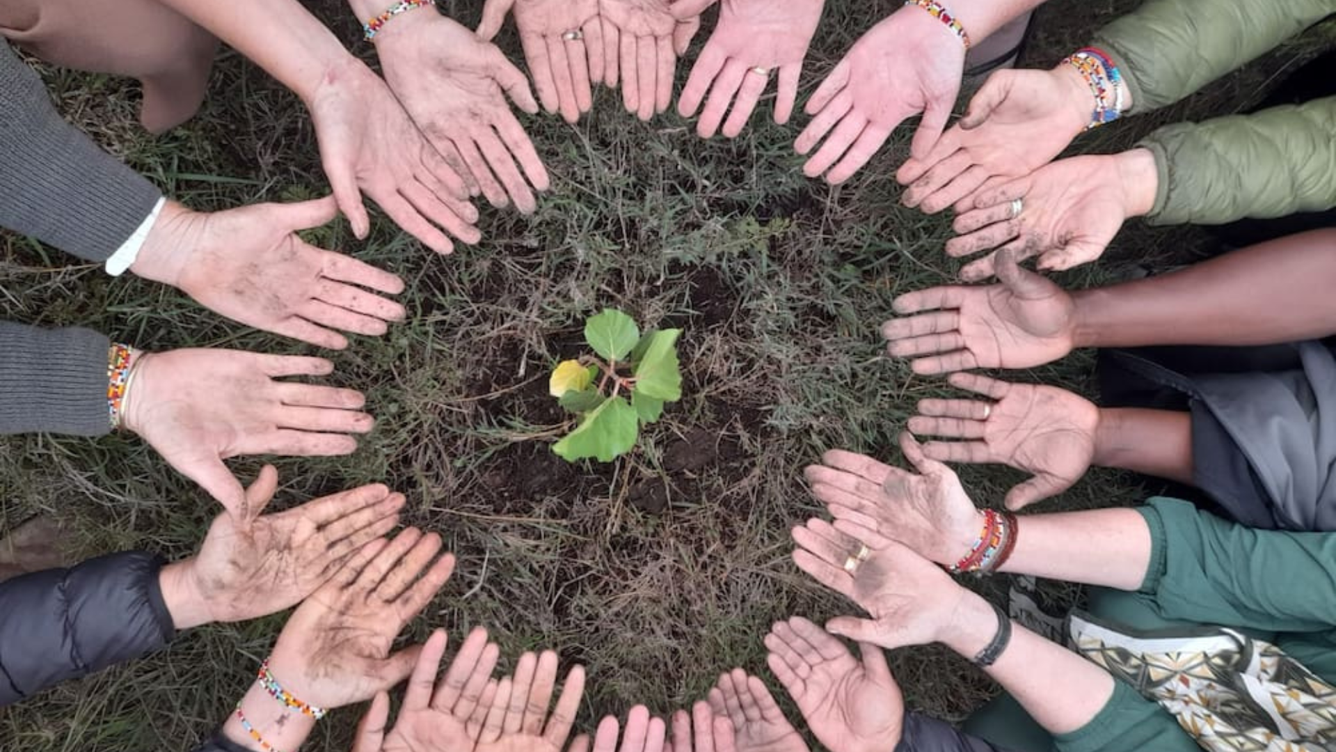 circle of hands facing up around a seedling recently planted