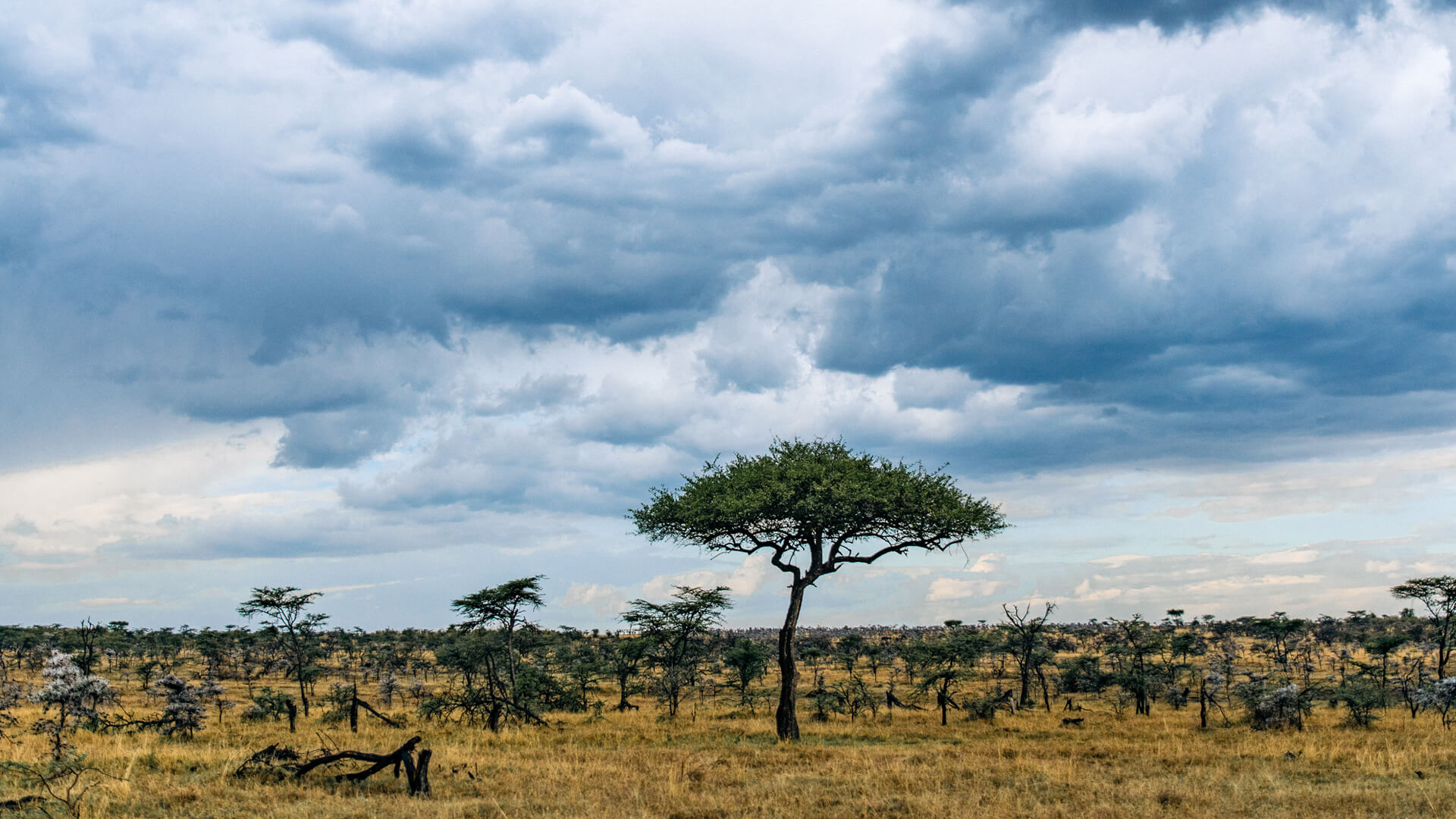 Moody skies before the rains in Masai Mara Kenya