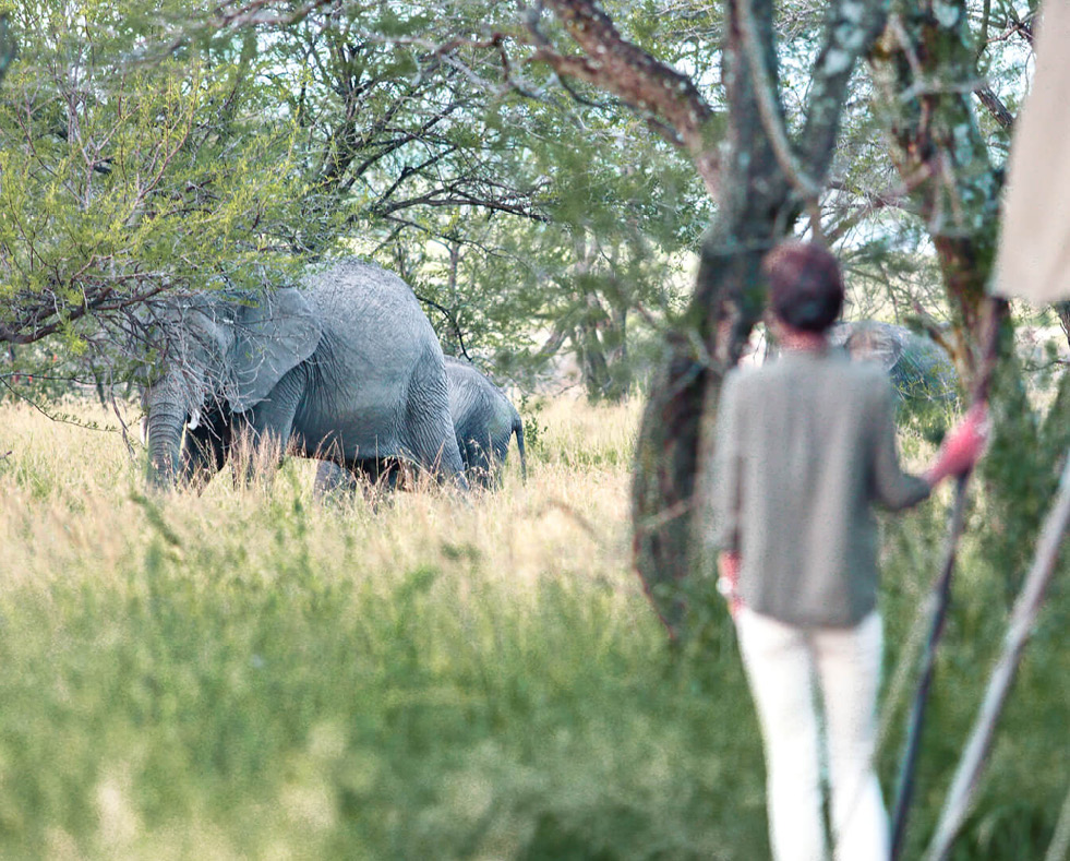 guest watching elephant from guest tent, olakira migration camp, Serengeti National Park, Tanzania