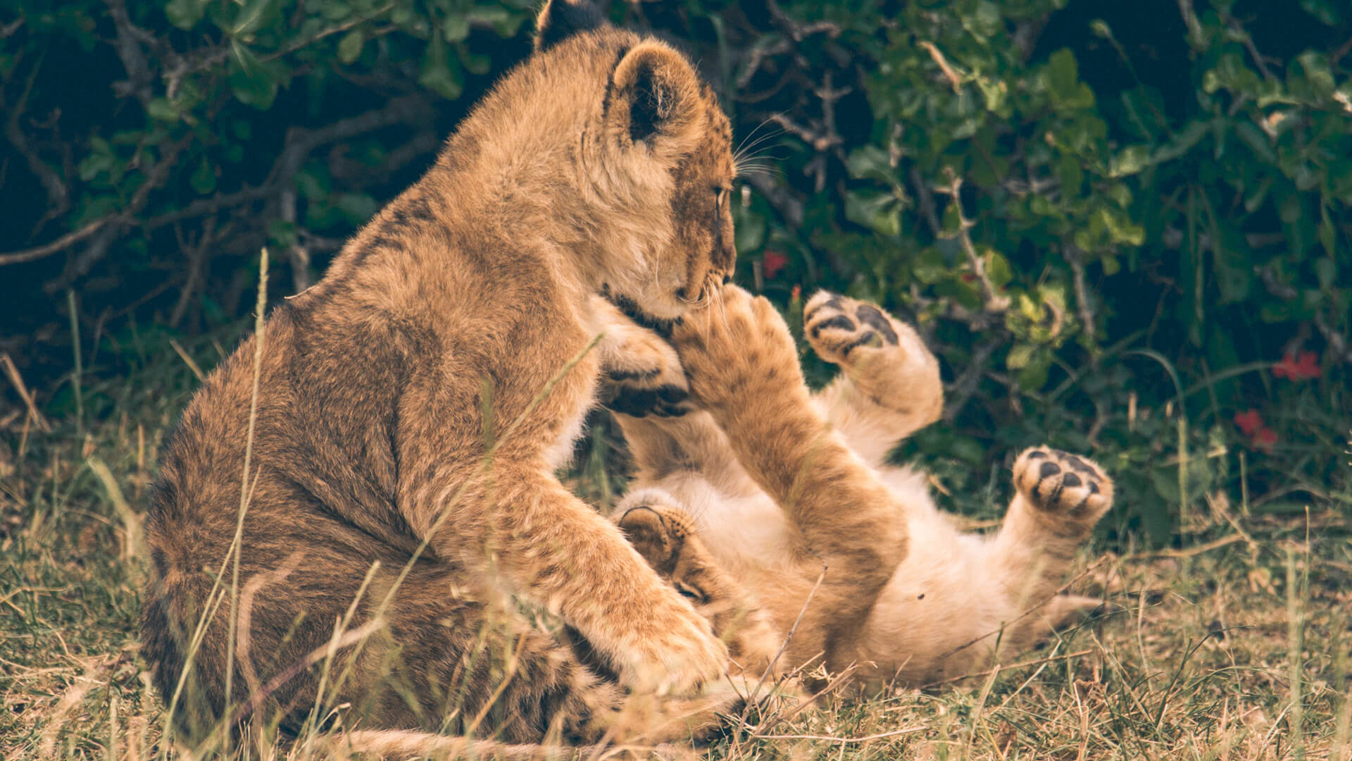 Two playful lion cubs at play, Kenya