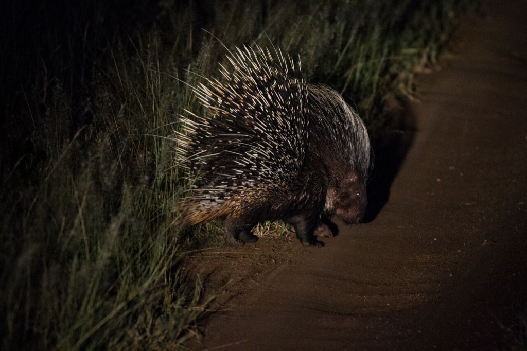 Porcupine