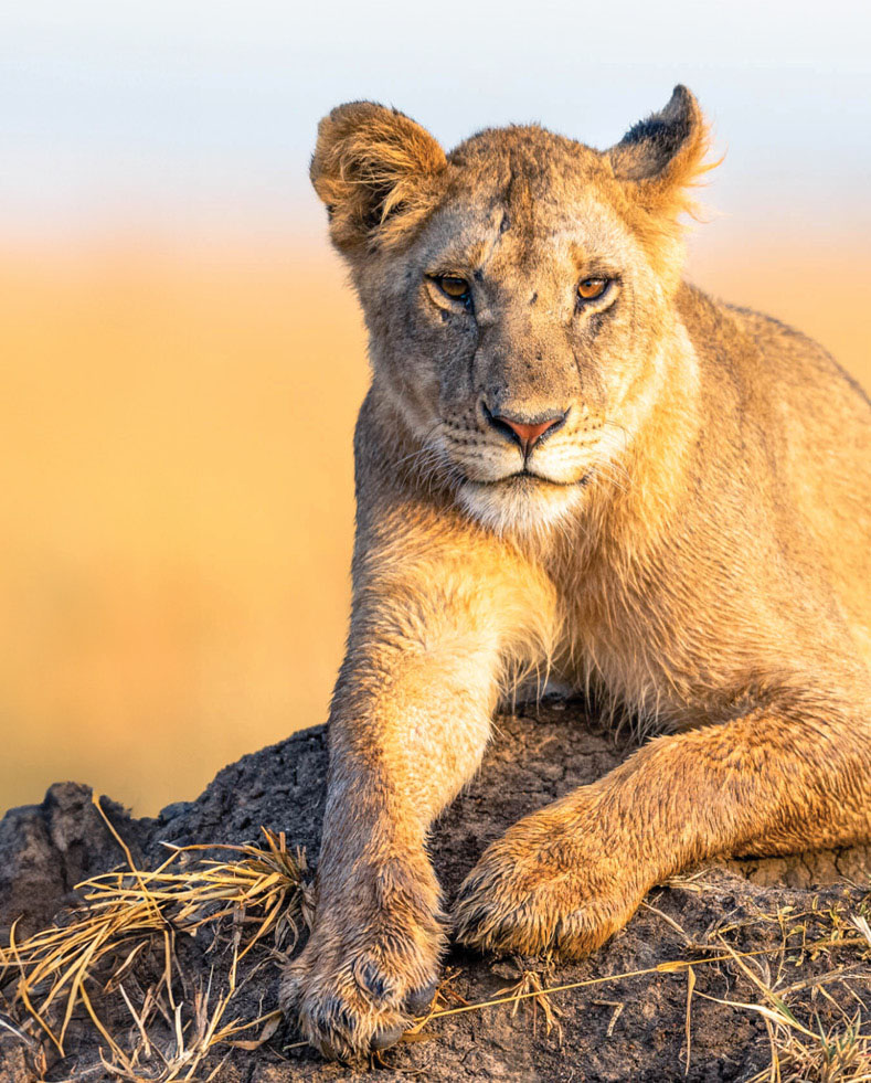 Female lion sat on a rock in golden sun, at Rekero Camp, northern serengeti, Tanzania