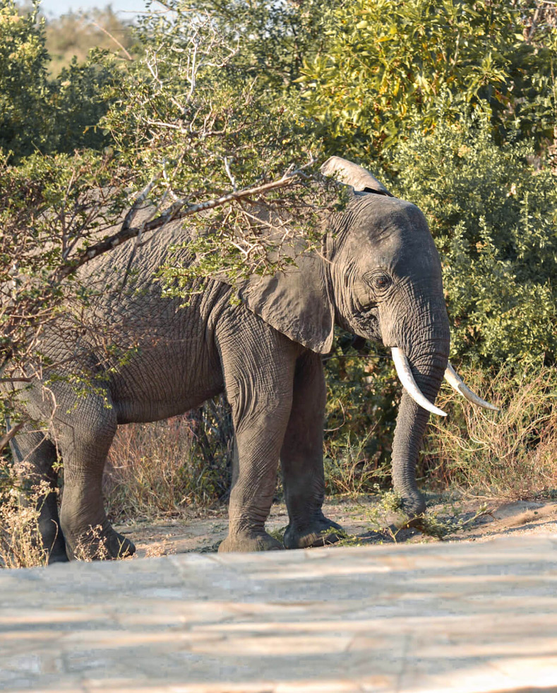 Roho ya Selous Camp, Nyerere National Park, elephant near the pool walking through trees