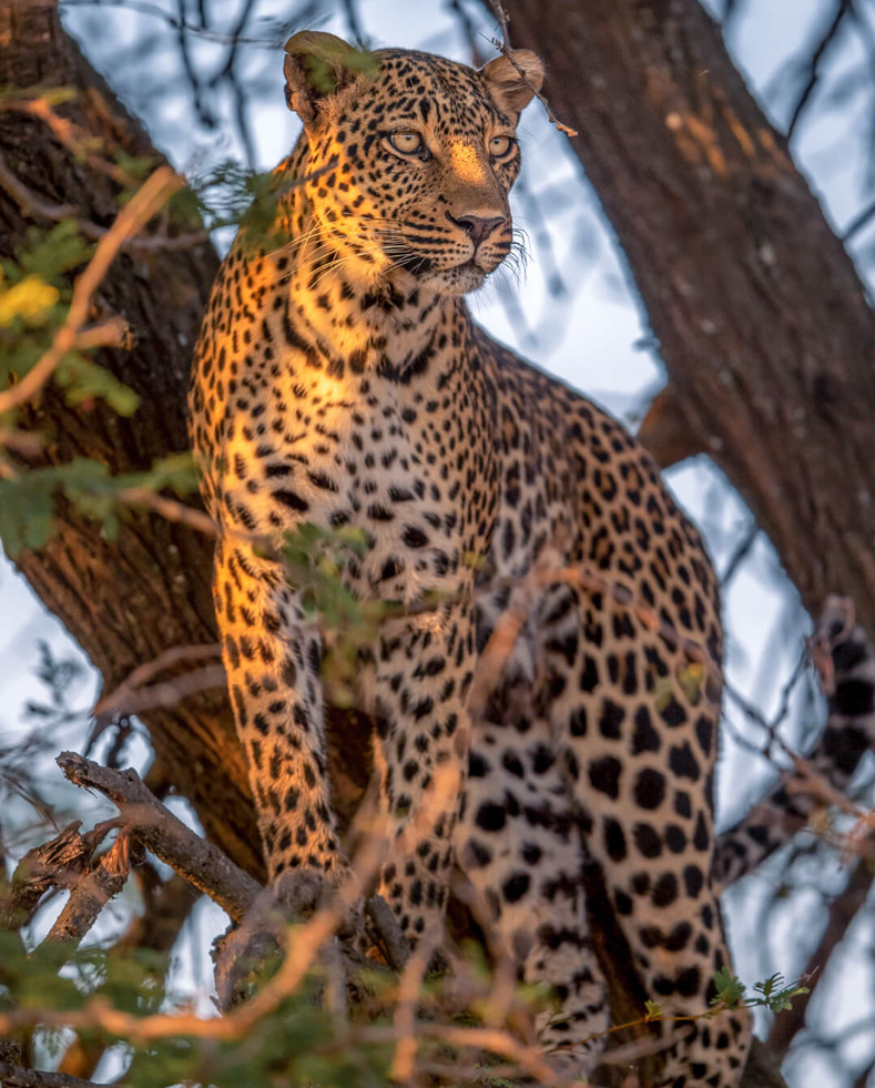 Sayari Retreat, Serengeti National Park, wildlife, leopard in a tree through some branches