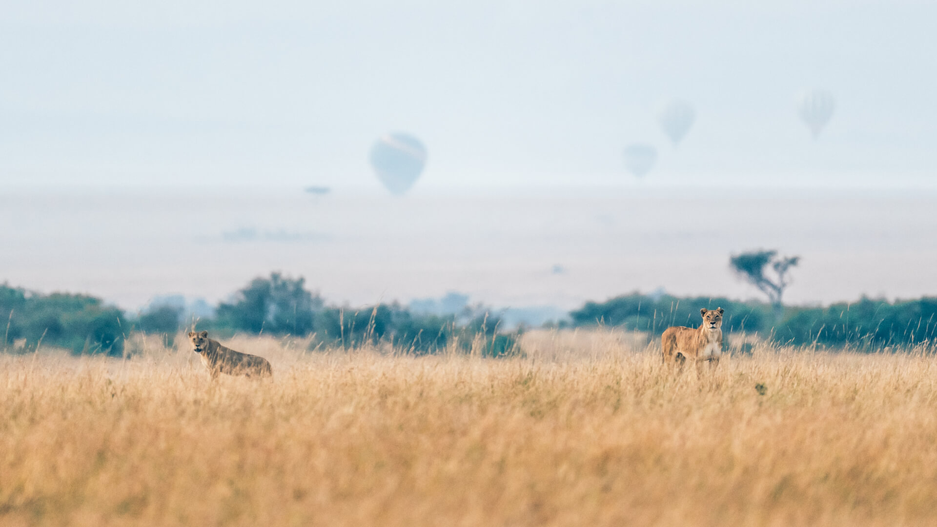 Lions walk along the plains unaware of the hot air balloons floating in the distance