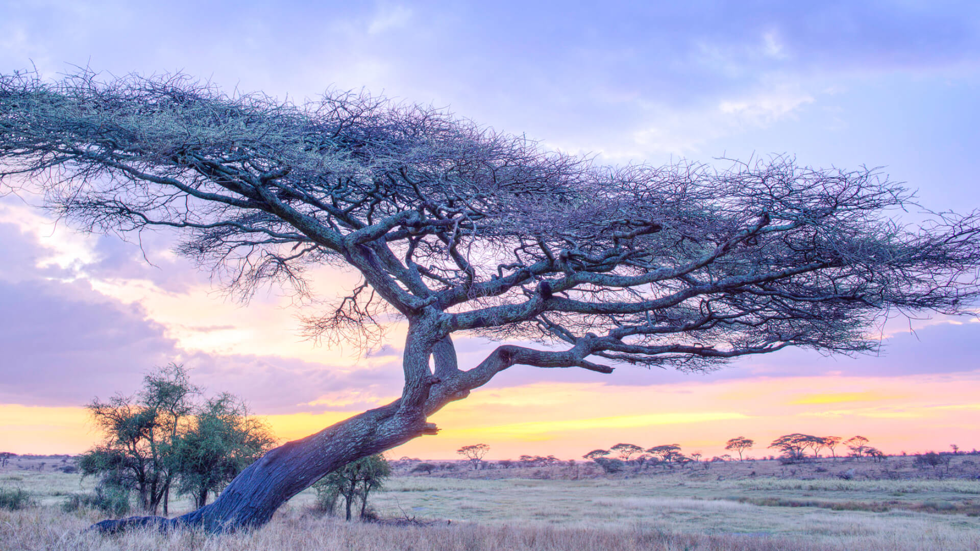 Acacia tree at dawn, Namiri Plains, Serengeti National Park, Tanzania