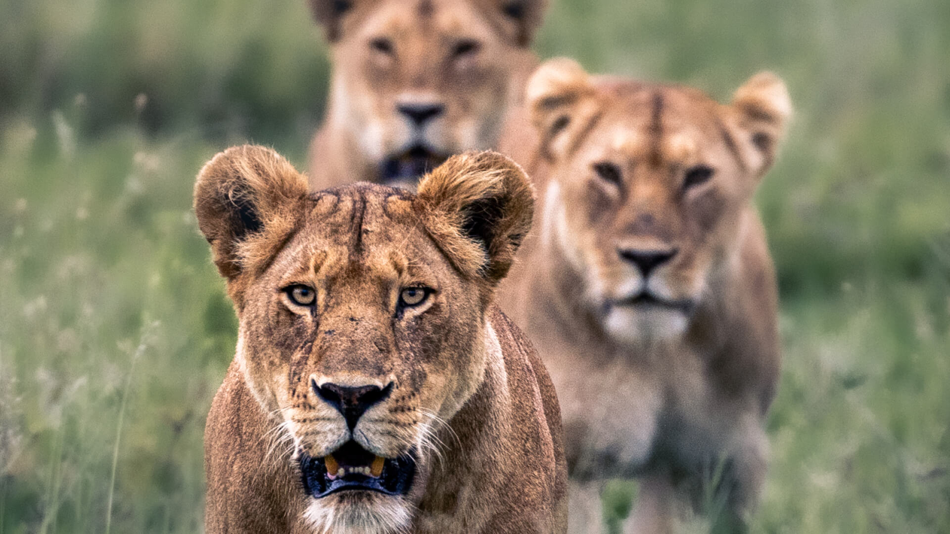 Group of lion walking in grass in east africa